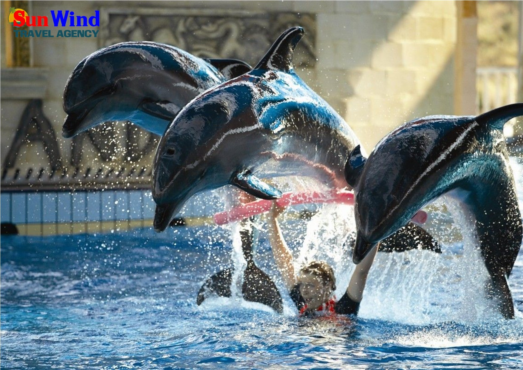 Dolphin & Seal Shows