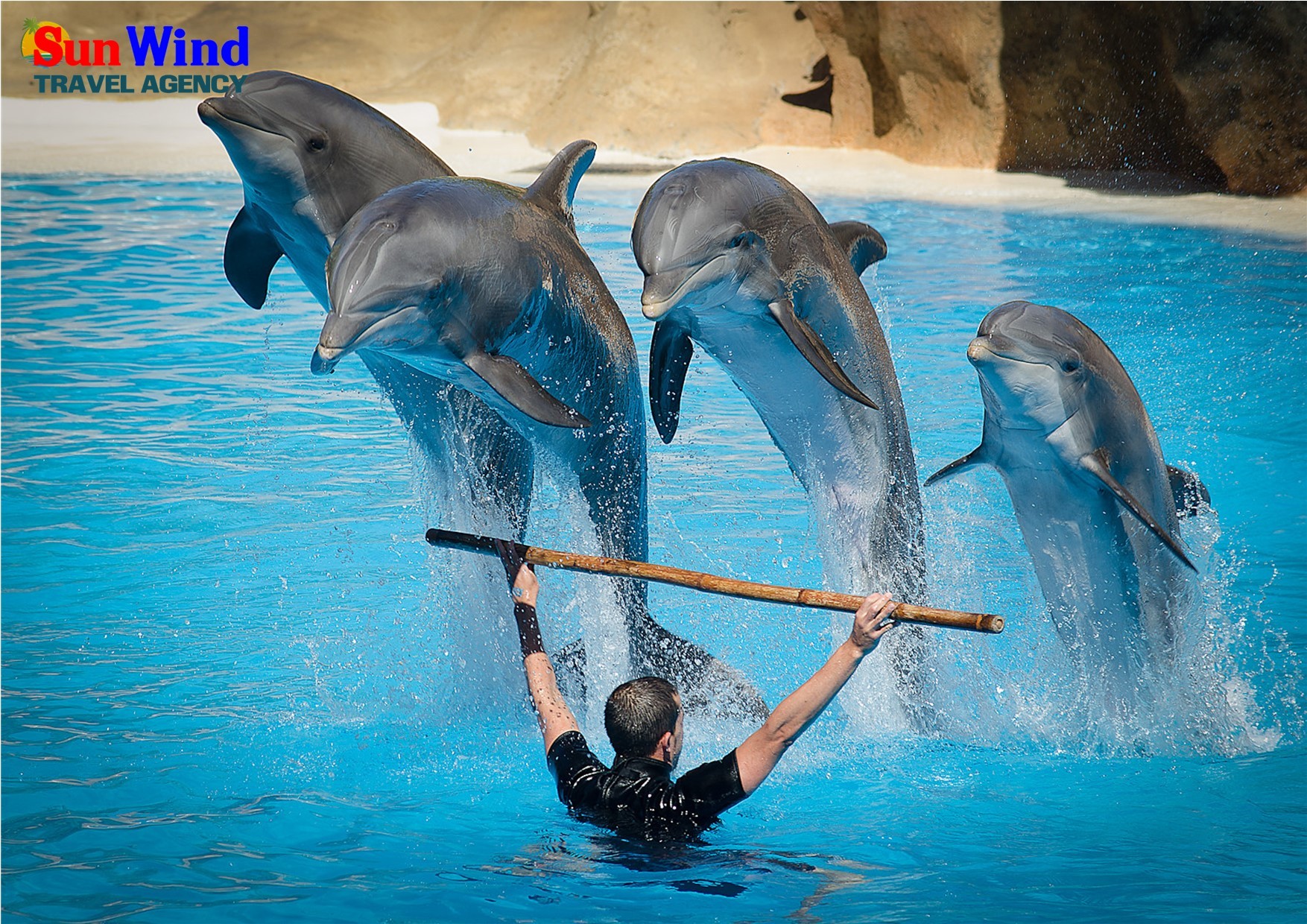 Dolphin & Seal Shows