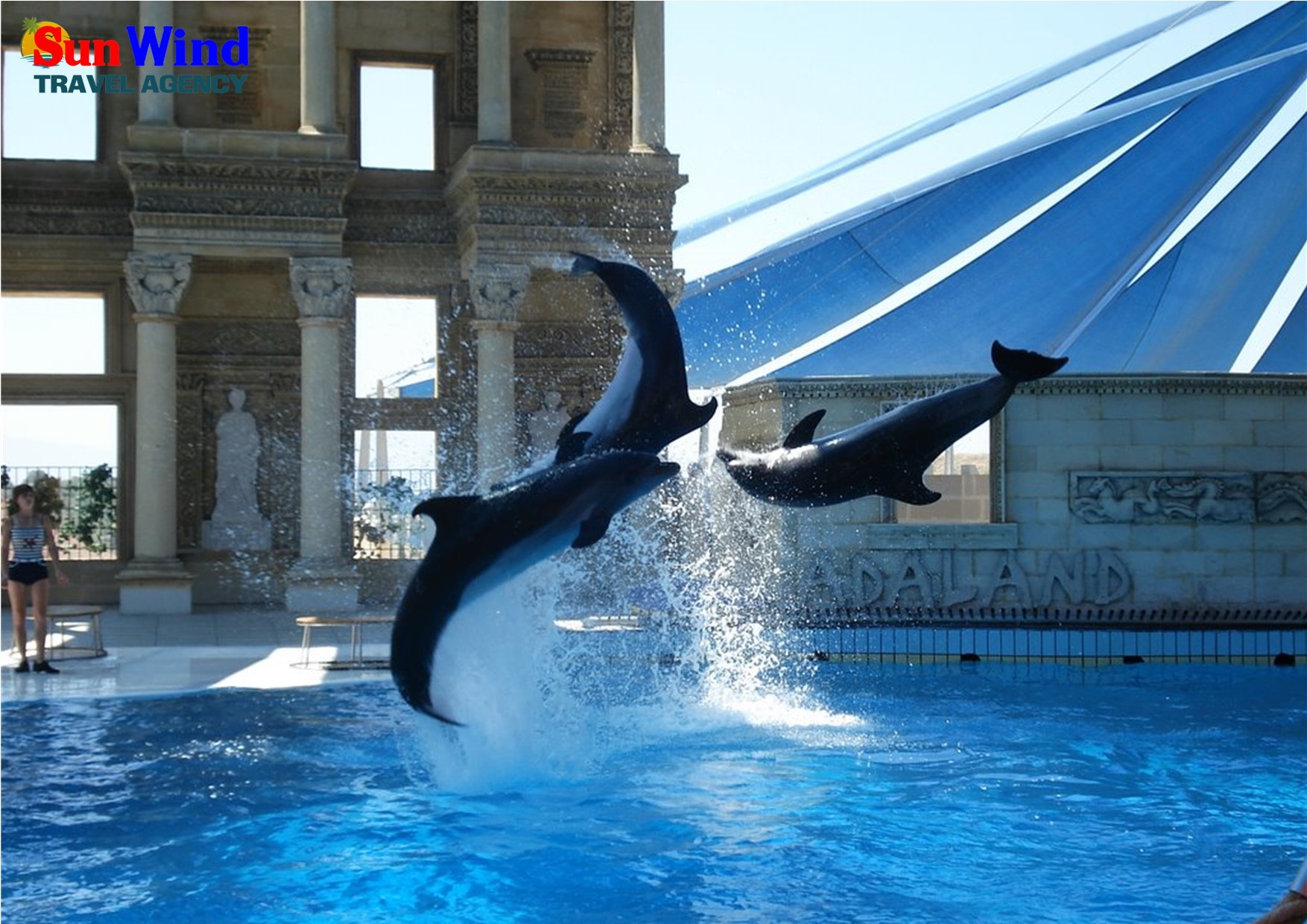 Dolphin & Seal Shows